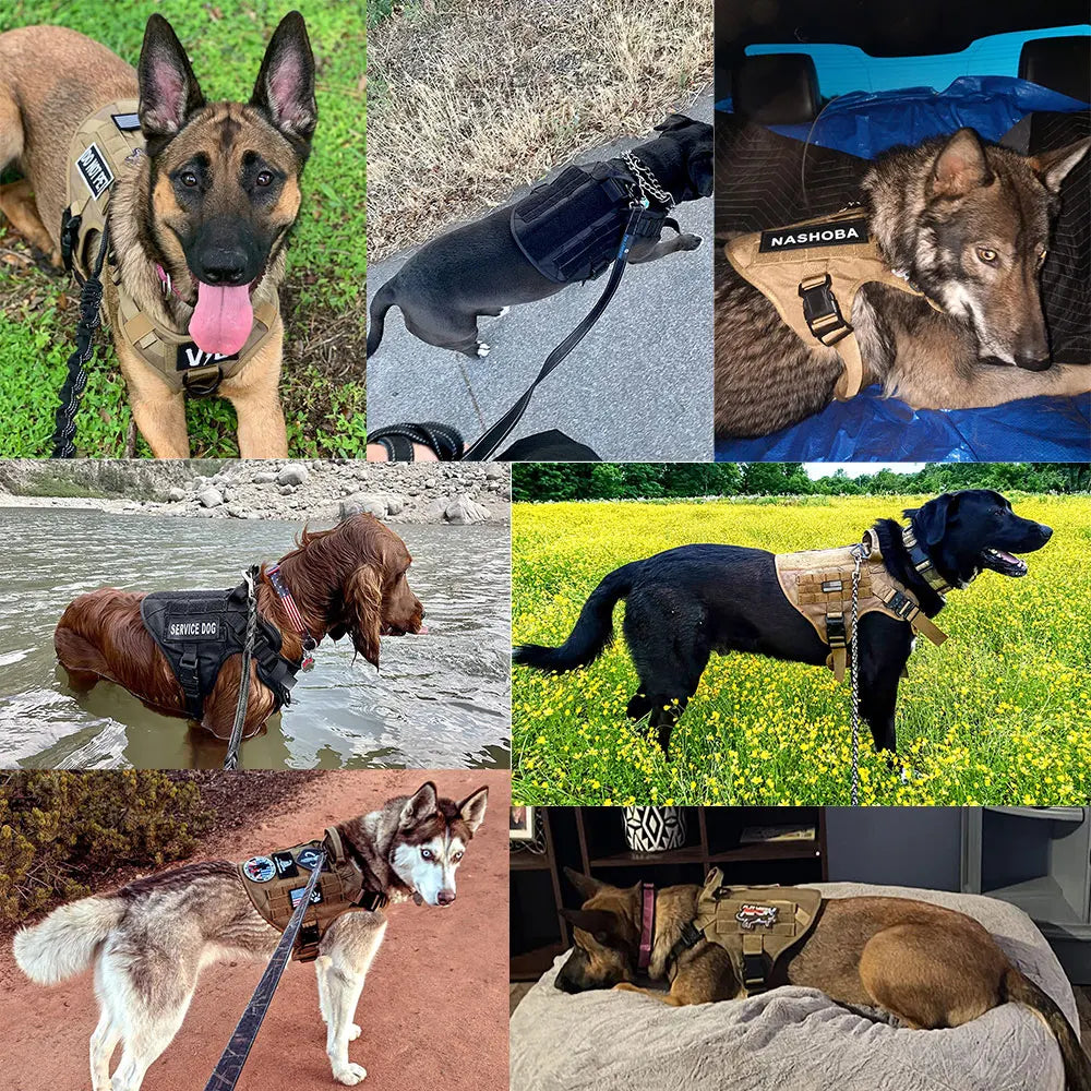 Dog Harness And Leash Set Pet Training Walking
